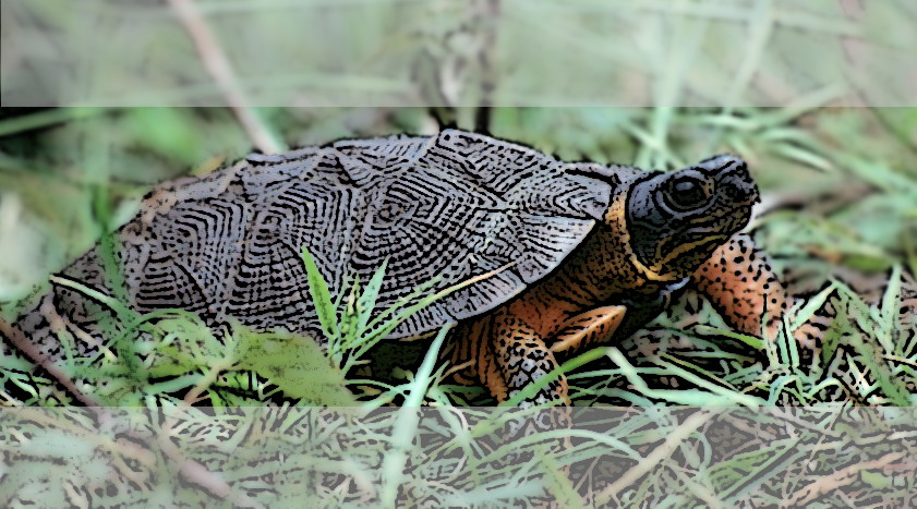 Wood Turtle